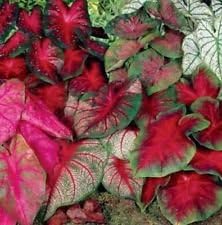 1 Large/Size #1 (1.5-2.5 Inches) Caladium Bulbs Mix Colors - Already Sprouting!