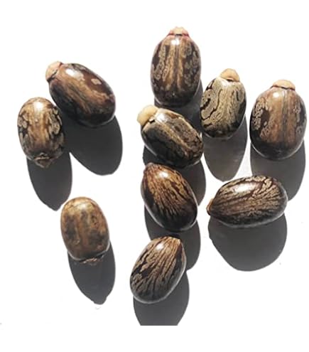 Amazon.com : English Yew, Taxus Baccata, Tree Seeds (Evergreen, Topiary) 30  Seeds : Patio, Lawn & Garden
