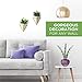 California Home Goods Modern Hanging Planter Pots (2-Pack), Small Decorative Wall Planters for Cactus Decor & Hanging Plants, Wall Hanging Ceramic Planter with Brass Wire Frame, White Plant Decor