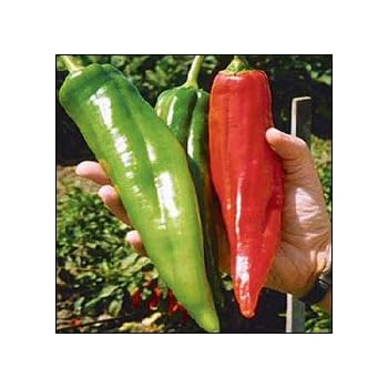 Peperoncini Più Piccanti Del Mondo: Prezzo E Vendita Online - Foto 10