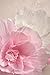 Ling's moment Large Paper Flower Decorations for Wall, 5 X Handcrafted Pink & White Crepe Paper Flowers for Baby Nursery Bridal Shower Party Wedding Backdrop Archway Centerpiece