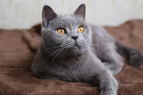 Amazon Co Jp グレー猫動物の写真 キャンバス印刷アートポスター 70cmx105cm ホーム キッチン