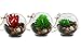 NeutralPure ECO Hanging Glass Plant Terrarium (3 Pcs)