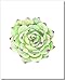 Succulent Wall Art Prints (Set of 6) - 8x10 - Unframed - Botanical Print - Cactus Decor