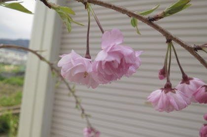 Amazon 八重紅しだれ桜 しだれ桜苗 花