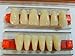Halloween Horror Prop - Life Size Dental Acrylic Resin Teeth for Prop Building!