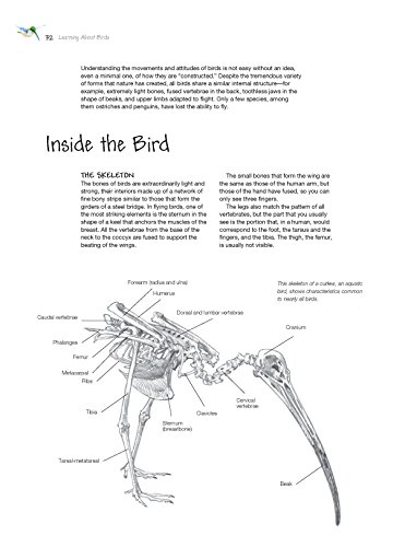 Sketching & Illustrating Birds: Professional Drawing Class - Thumbnail 7