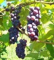 15 Organic Bluebell Grape Seeds - DH Seeds - Plant Marker Included - UPC0742137106582