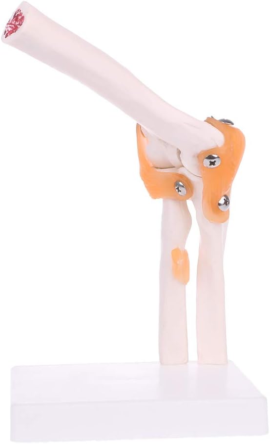 Fogun Life Size Ligament Elbow Joint Medical Anatomy Model Skeleton Study Tool