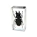 REALBUG Orange Stag Beetle Paperweight (2.9x1.6x1)