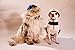 Helmet for Biker Dogs, Cats and Small Pets, Costume, Pet Accessory - Cutie Skull