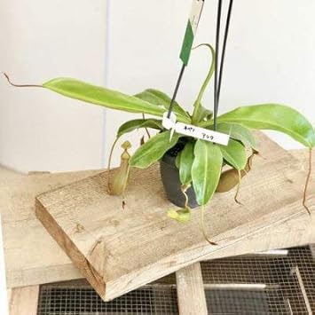Amazon Co Jp 観葉植物 食虫植物 ウツボカズラ アラータ ネペンテス ネペンシス 吊り鉢 Diy 工具 ガーデン