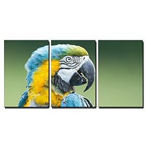 3 Piece Canvas Wall Art - Close-Up of a Macaw Parrot in Nature - Modern Home Art Stretched and Framed Ready to Hang - 16"x24"x3 Panels