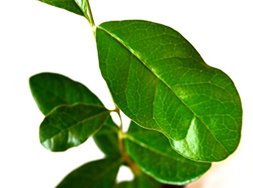 9Greenbox Mature Nice Plants, Pineapple Guava, 4 Pound (Pack of 6) - Thumbnail 2