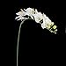 1 Piece Simulation Butterfly Orchid Artificial Flower Plant Home Decoration White