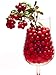 Lingonberry - High in Anti-oxidants - 4