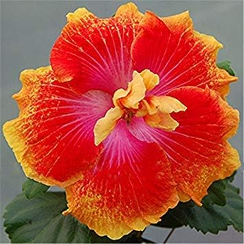 Amazon Co Jp Seedsのplat会社 で販売 花の鉢植えのための0pcsのハイビスカス種子16kinds Hibiscus Rosa ススキの花の種ハイビスカスの木の種子 ホーム キッチン