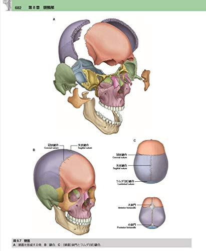 グレイ解剖学 原著第4版 電子書籍付 日本語 英語 Amazon Com Books