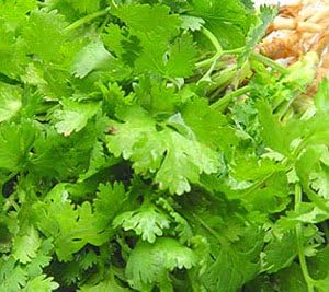 200 Coriander Seeds Vegetable Seeds