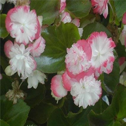 Amazon Co Jp スワングリーン 母の愛の花100個の盆栽カーネーションの種子多年草の花の種ホームガーデンのための珍しい鉢植えの植物フォーシーズンズ ホーム キッチン Amazon Co Jp スワングリーン 母の愛の花100個の盆栽カーネーションの種子多年草の花の種ホームガーデンのための珍しい鉢植えの植物フォーシーズンズ ホーム キッチン
