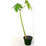 9GreenBox - Papaya Tree - 4'' pot