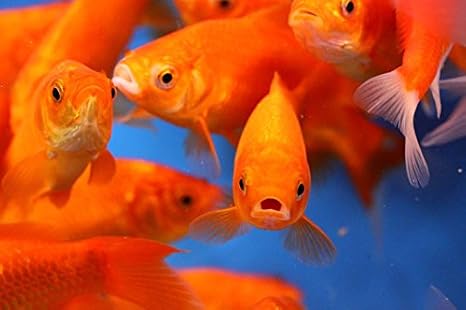 Amazon Com Chalily Live Goldfish Lot Of 250 Comet Goldfish