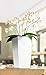 Lechuza 18050 Maxi Cubi Self-Watering, 6
