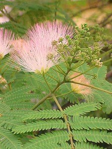 Sent In 9cm Pots 3 X Albizia Julibrissin F Rosea Silk Tree