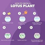 Grow Buddha Lotus Kit – Complete Beginner Seed Starter Kit with Vase & view 4