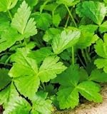 Mitsuba Japanese Parsley Seeds Cryptotaenia Japonica Buy Online In Guernsey At Guernsey Desertcart Com Productid