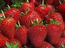Evie Everbearing Strawberry Plants 50 Plants Bareroot Fresh Easy to Grow