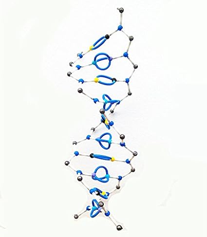 Boldgare Tm Dna A Doppia Elica Modello Struttura Molecolare Desossiribonucleico Acido Bio Genetica 10 Paia Di Basi Kit Strato Insegnamento Biologia Utensile Amazon It Cancelleria E Prodotti Per Ufficio