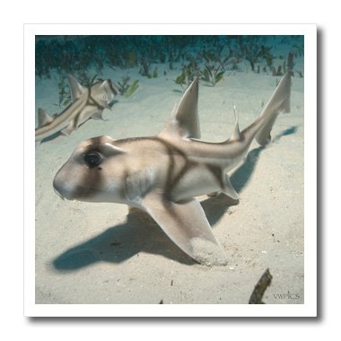 ht_46330_1 VWPics Sharks - Two Juvenile Port Jackson sharks in nursury, Heterodontus portus-jacksoni, Albany, Western Australia - Iron on Heat Transfers - 8x8 Iron on Heat Transfer for White Material