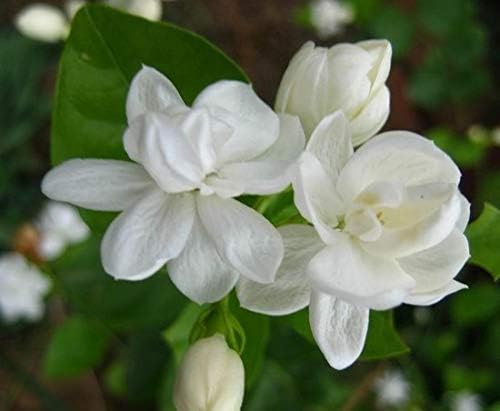 20 Semillas de Jazmin de Arabia (Jasmine Sambac): Amazon.es: Jardín