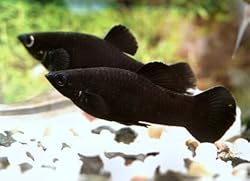 Black Molly