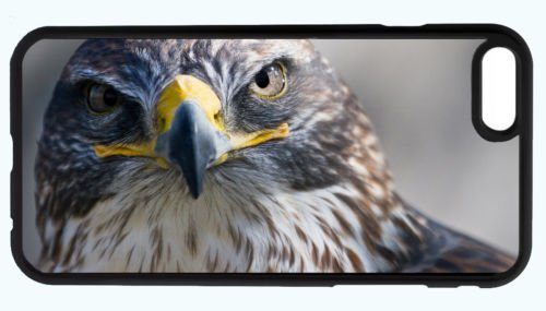 Amazoncom Falcon Hawk Bird Of Prey Predator Animal Phone