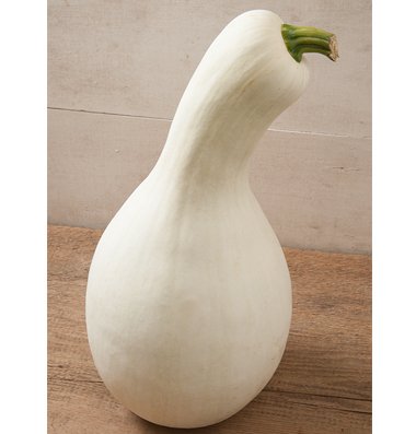 HEIRLOOM NON GMO White Cushaw squash/pumpkin 10 seeds