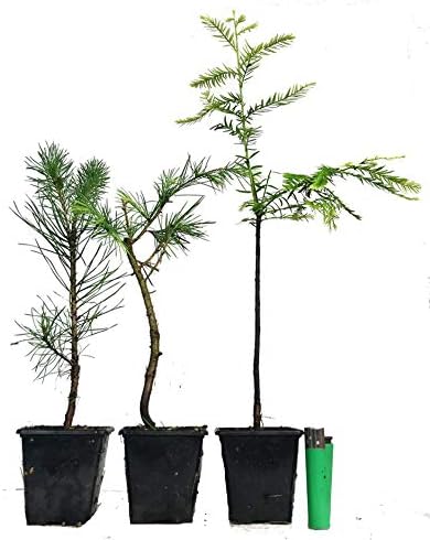 3X Mixed Outdoor Bonsai Starter Tree (a43) (S.Pine - B.Cedar - Taxodium)