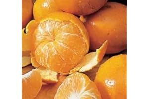 HONEY TANGERINES AT THE NEIGHBORHOOD CORNER STORE HONEY TANGERINES FRESH PRODUCE FRUIT VEGETABLES 3 LB BAG