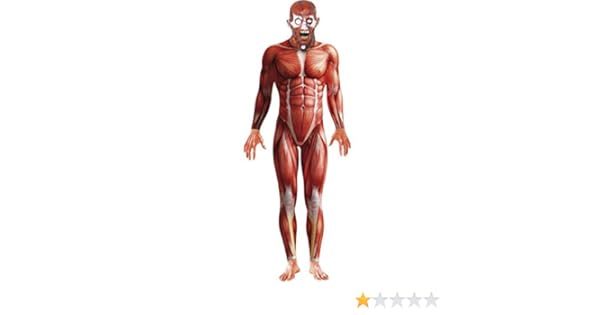Specialty Mens Muscle Anatomy Anatomical Body Structure ...