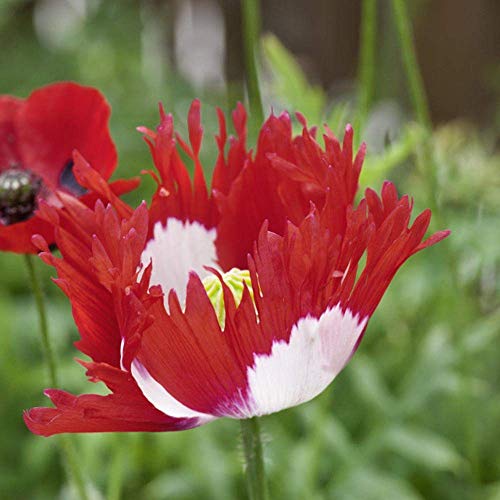 Outsidepride Papaver Somniferum Poppy Danish Flag Garden Flowers 10000 Seeds Pricepulse