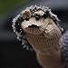 Pusheng Women Winter Cartoon Gloves Thick Knit Hottest Hedgehog Mittens (Beige)