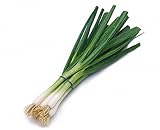 #14 T Blue (Green Onion) Produce Rubber Bands