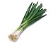 #14 T Blue (Green Onion) Produce Rubber Bands