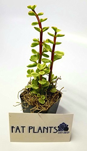 Fat Plants San Diego Succulent Plants (20) - Thumbnail 2