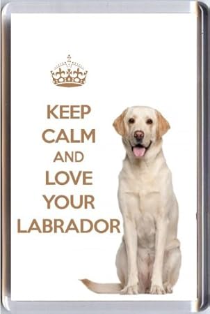 calm labrador retrievers
