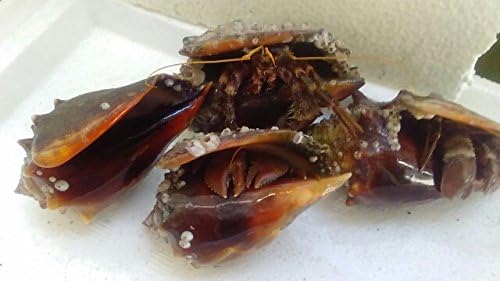 LIVE 1 Florida Fighting Conch--sand cleaner