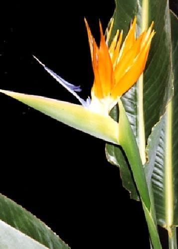 TROPICA - Bird of Paradise (Strelitzia reginae) - 5 Seeds - Africa
