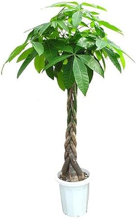 Amazon パキラ スタンダード 10号サイズ 観葉植物 オンライン通販