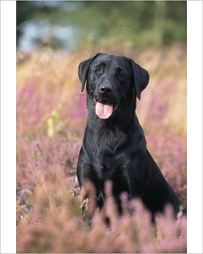 Tirage Photo De Chien Labrador Noir Avec La Gueule Ouverte